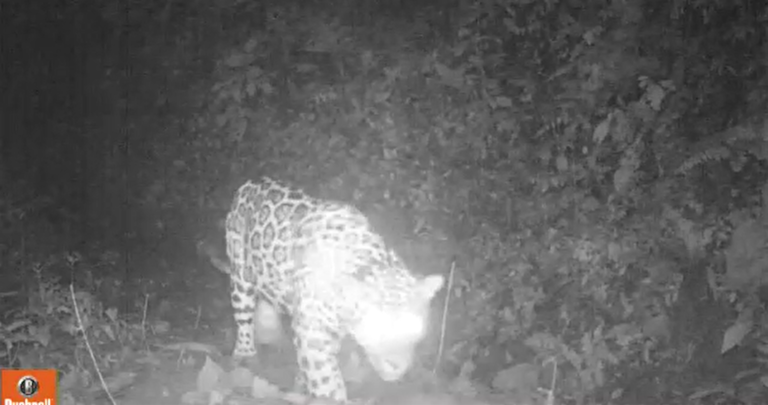 El jaguar: ¿víctima del desplazamiento forzado de Hidroituango?