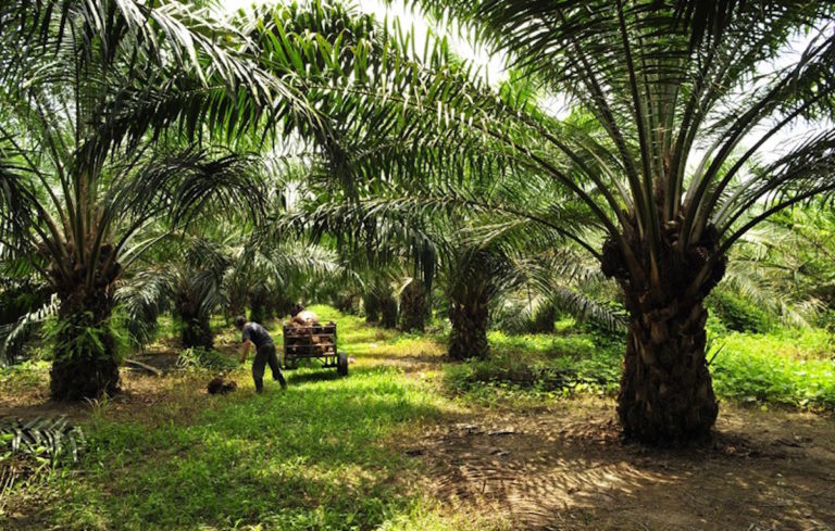 ZIDRES: a la sombra de la palma africana